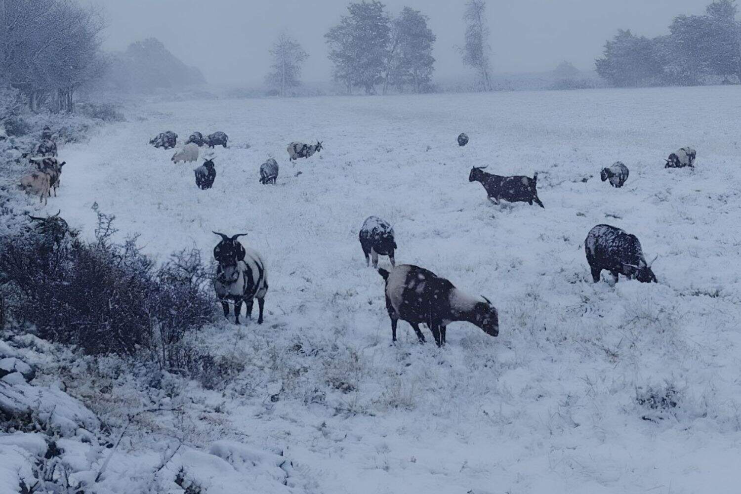 Saturday Weather in South Africa: Snowy Eastern Cape & Wet, Windy Conditions Elsewhere Eastern-Cape-snow