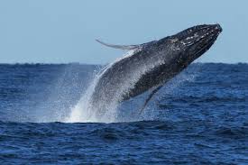 Whale swimming in the ocean, highlighting the importance of marine megafauna in nutrient cycling and ecosystem health.