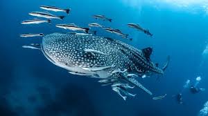 Over 80% of Marine Megafauna Hotspots in Areas Largely Unprotected, according Global Tracking Amazing Study