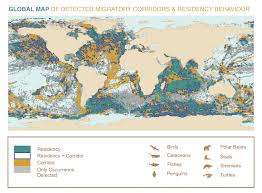 Over 80% of Marine Megafauna Hotspots in Areas Largely Unprotected, according Global Tracking Amazing Study