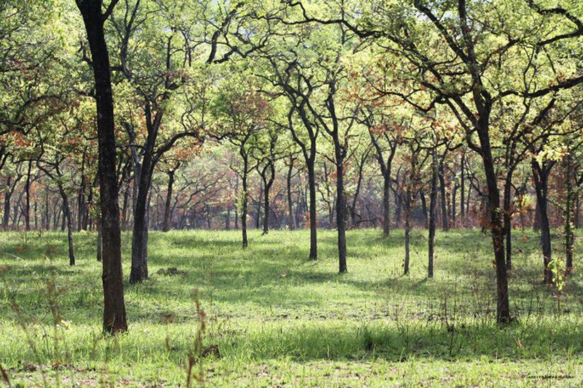 Protection of Sri Lanka’s Unique Nilgala Savanna: Largest Intact Ecosystem Now a Forest Reserve