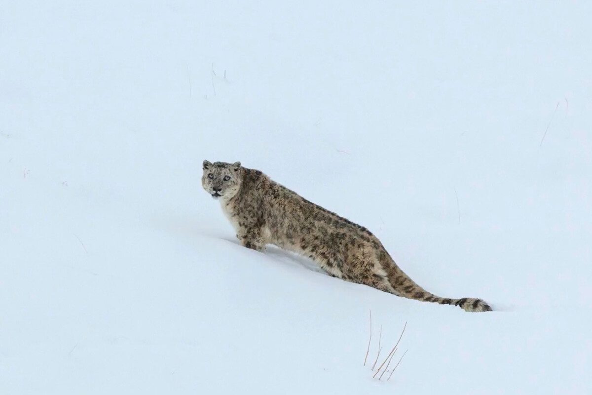 Legendary Leopards in Ladakh: India’s Snow Leopards Thrive in the Himalayan Highlands