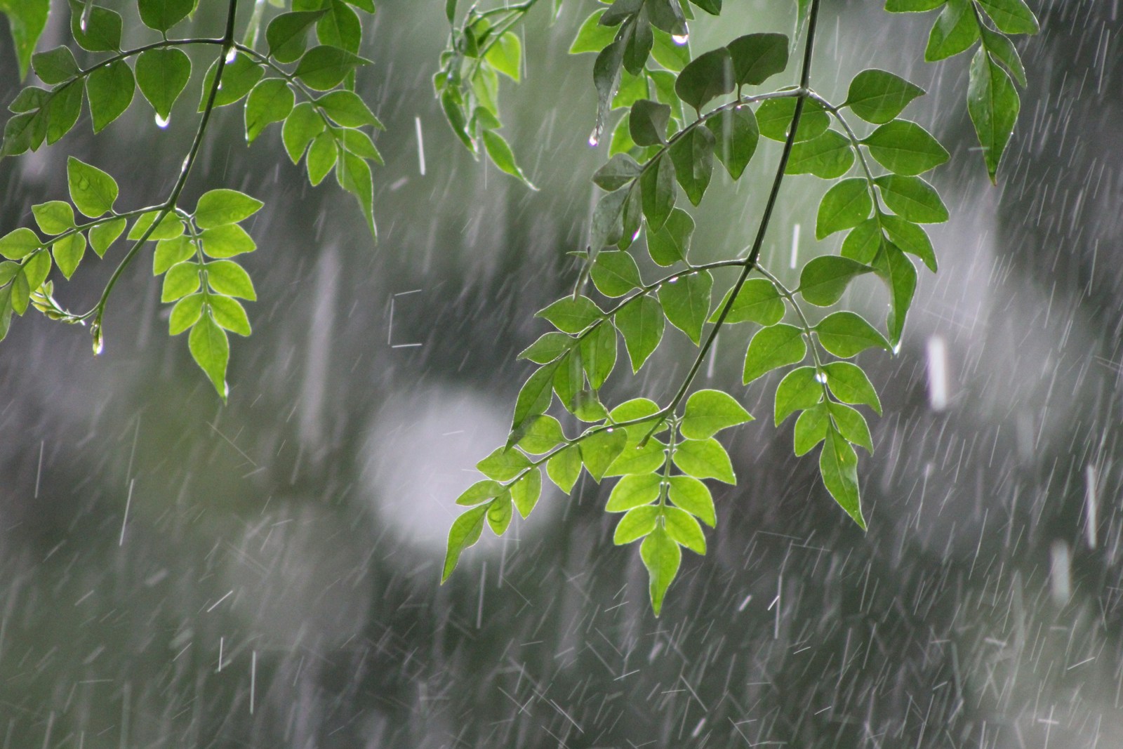 Rainy Season Productivity: 2 Key Factors Boosting Crop Success Rainy season productivity enhanced by consistent and well-timed rainfall