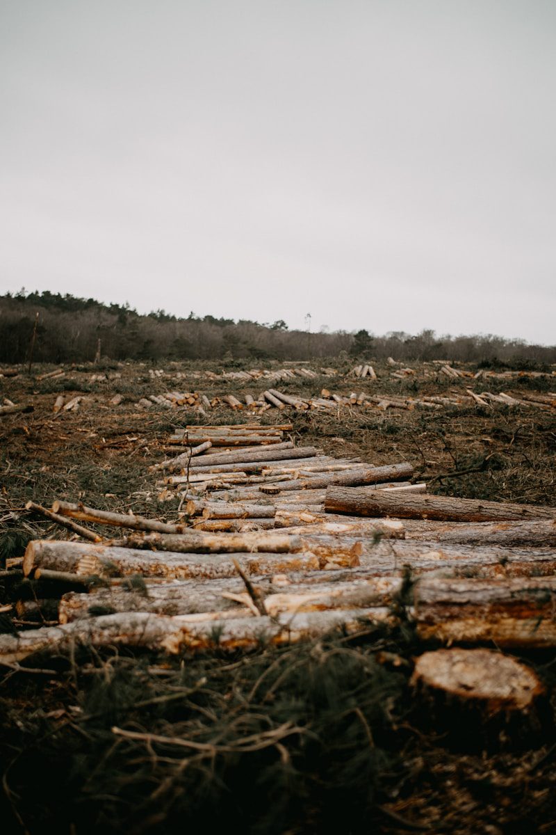 Reversing deforestation relies on resource ownership (commentary) deforestation