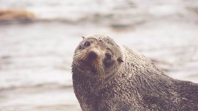 Shocking Discovery: Cape Clawless Otter Caught Preying on Endangered African Penguins clawless_otter
