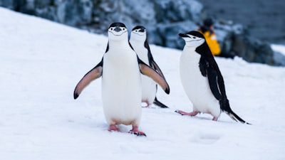 Penguin Power: How Adélie Guano Sparks Cloud Formation and May Influence Antarctica’s Climate Antarctica
