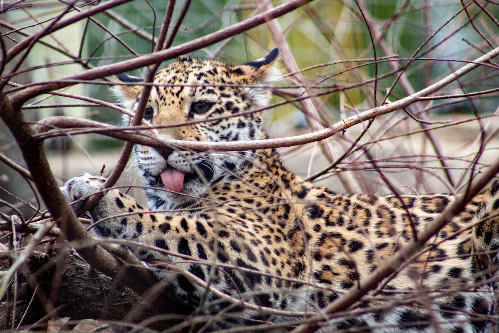 Jaguar cub born in Argentina’s Gran Chaco after three decades leopard on brown tree branch