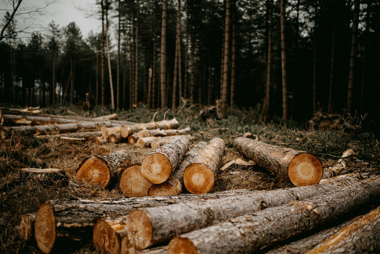 Reversing deforestation relies on resource ownership (commentary) deforestation