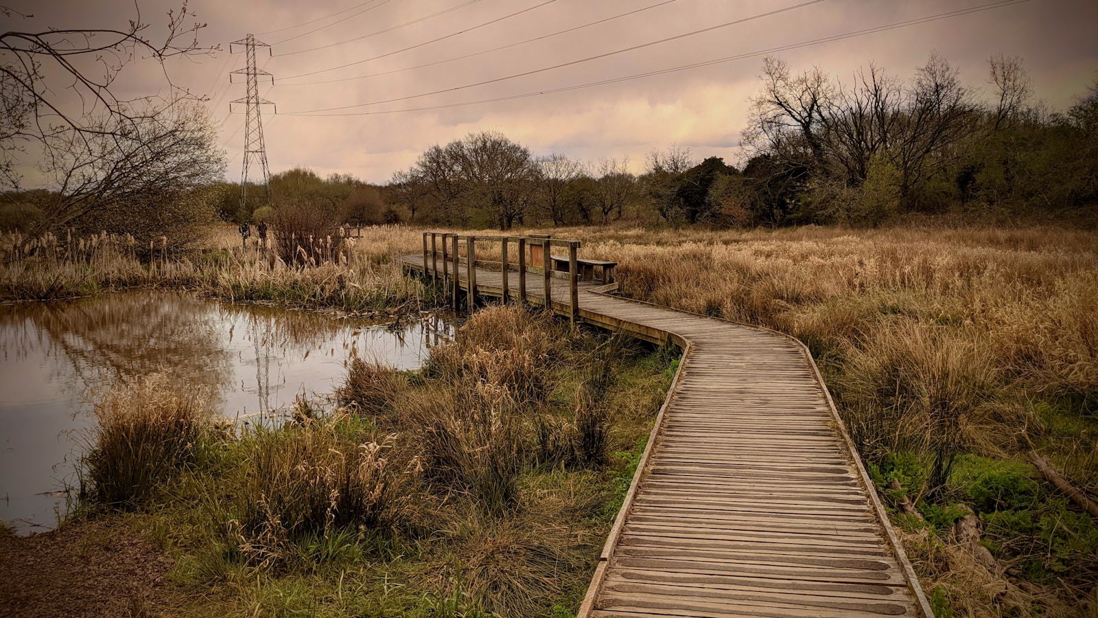 Rewilding England with wetlands, wildlife, and restored landscapes