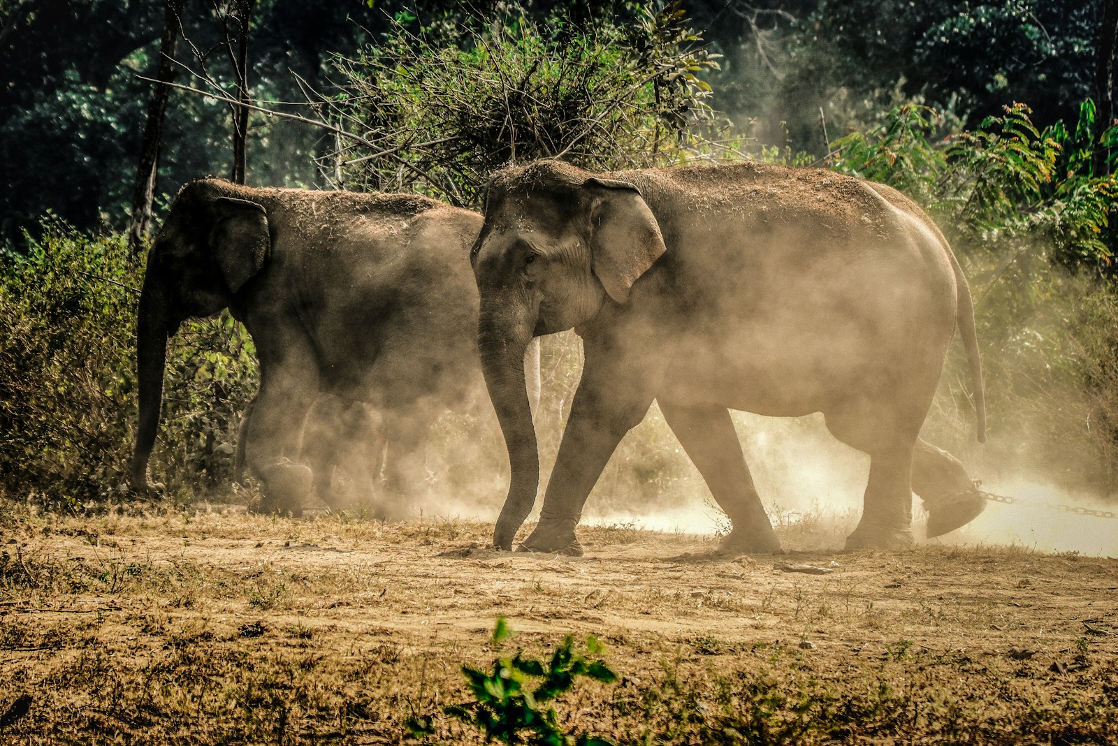 Elephant culling: Shocking Facts You Must Know elephant culling shocking facts