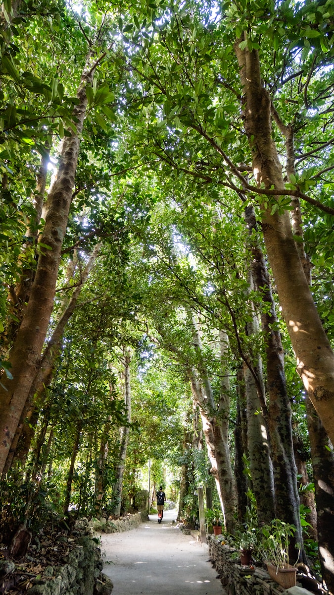 Forest Finance: 7 Powerful Ways Brazil Revolutionizes Tropical Forests Forest Finance in Brazil: Sustainable tropical forest with eco-tourism and tree planting activities