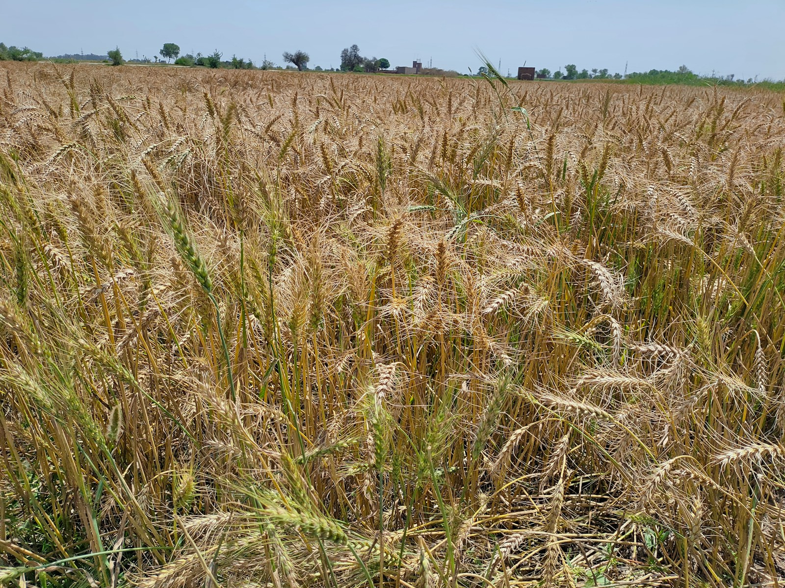 Escasez de Granos field with delayed harvest showing scarcity and worried farmers