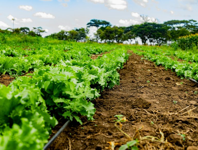 Africa climate: 5 Strong Reasons This New Fund Sparks Hope Africa climate: Sustainable energy and farming in Africa showing resilience and hope for the future.