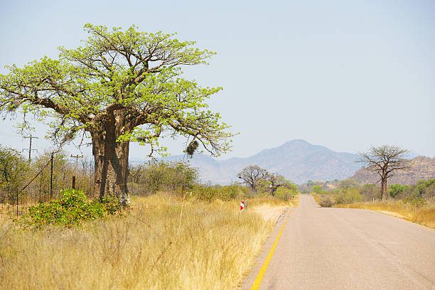 Limpopo Crash: 7 Critical Lessons From a Migrant’s Final Journey Limpopo Crash