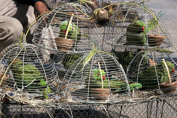 Wildlife Crime: 7 Essential Lessons from a Major Abalone Bust Wildlife Crime